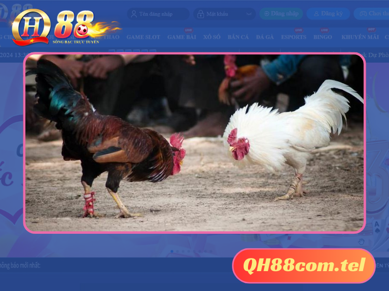 Đá gà Thomo được đầu tư mạnh mẽ tại nhà cái QH88